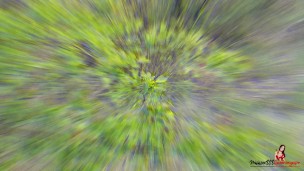 Сучка получила двойной оргазм в лесу